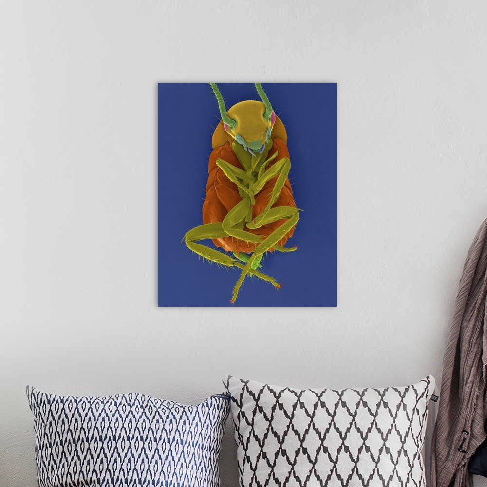 A bohemian room featuring Coloured scanning electron micrograph (SEM) of American cockroach, ventral view (Periplaneta amer...