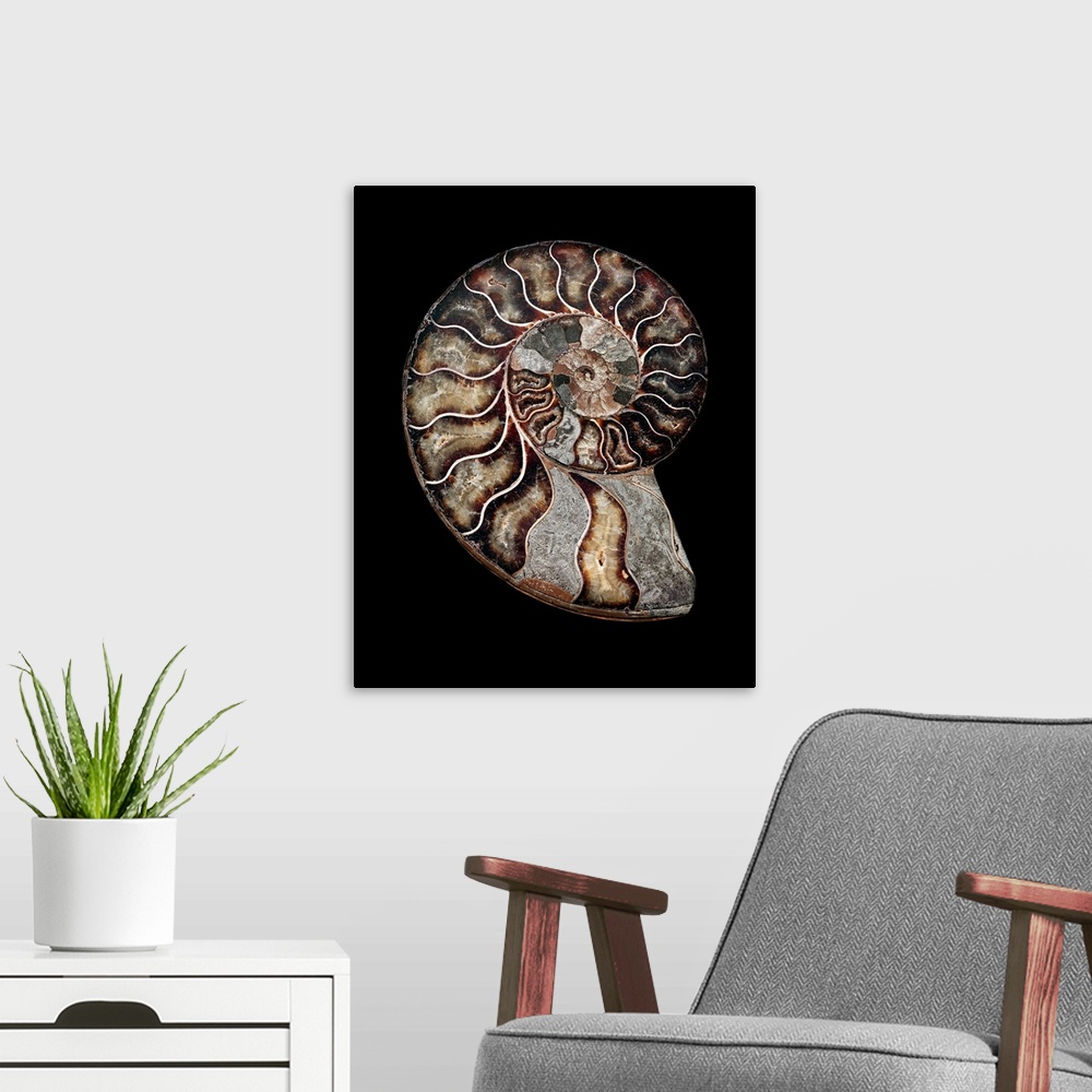 A modern room featuring Ammonite. Polished sectioned ammonite fossil. Ammonites are extinct marine invertebrates. They fi...