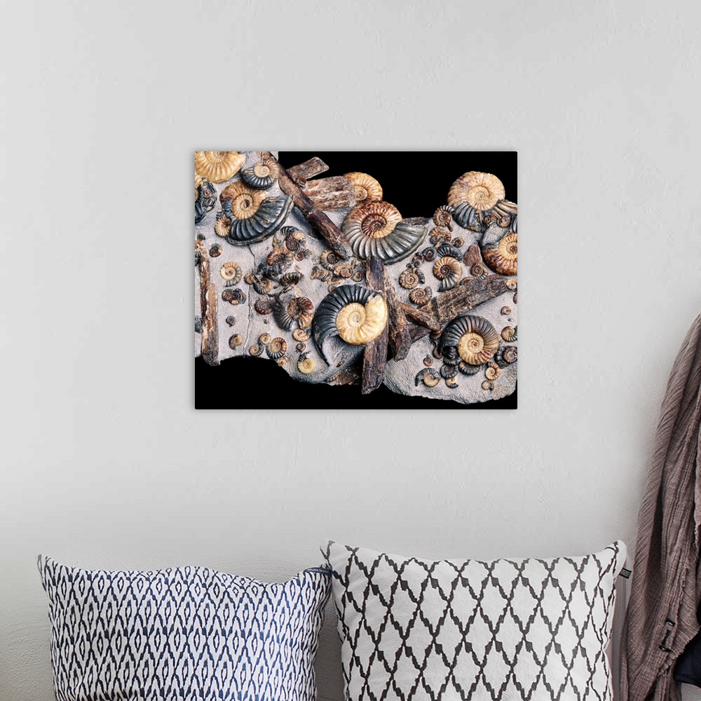 A bohemian room featuring Ammonites. Assortment of small and large ammonites clustered around pieces of wood. These are ext...