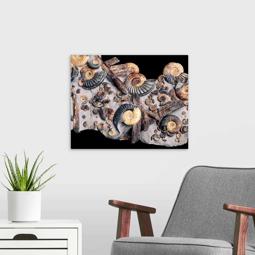 A modern room featuring Ammonites. Assortment of small and large ammonites clustered around pieces of wood. These are ext...