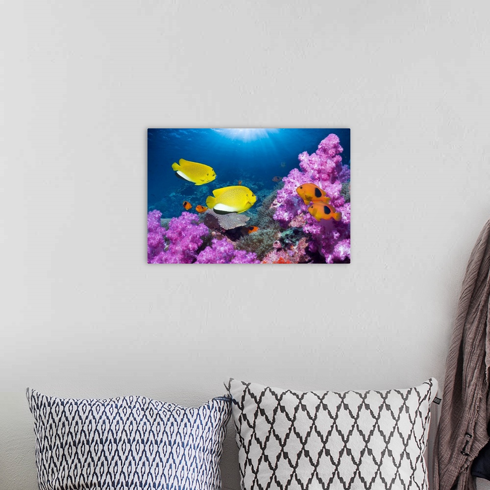 A bohemian room featuring Angelfish and anemonefish on a reef. Threespot angelfish (Apolemichthys trimaculatus, left) and r...