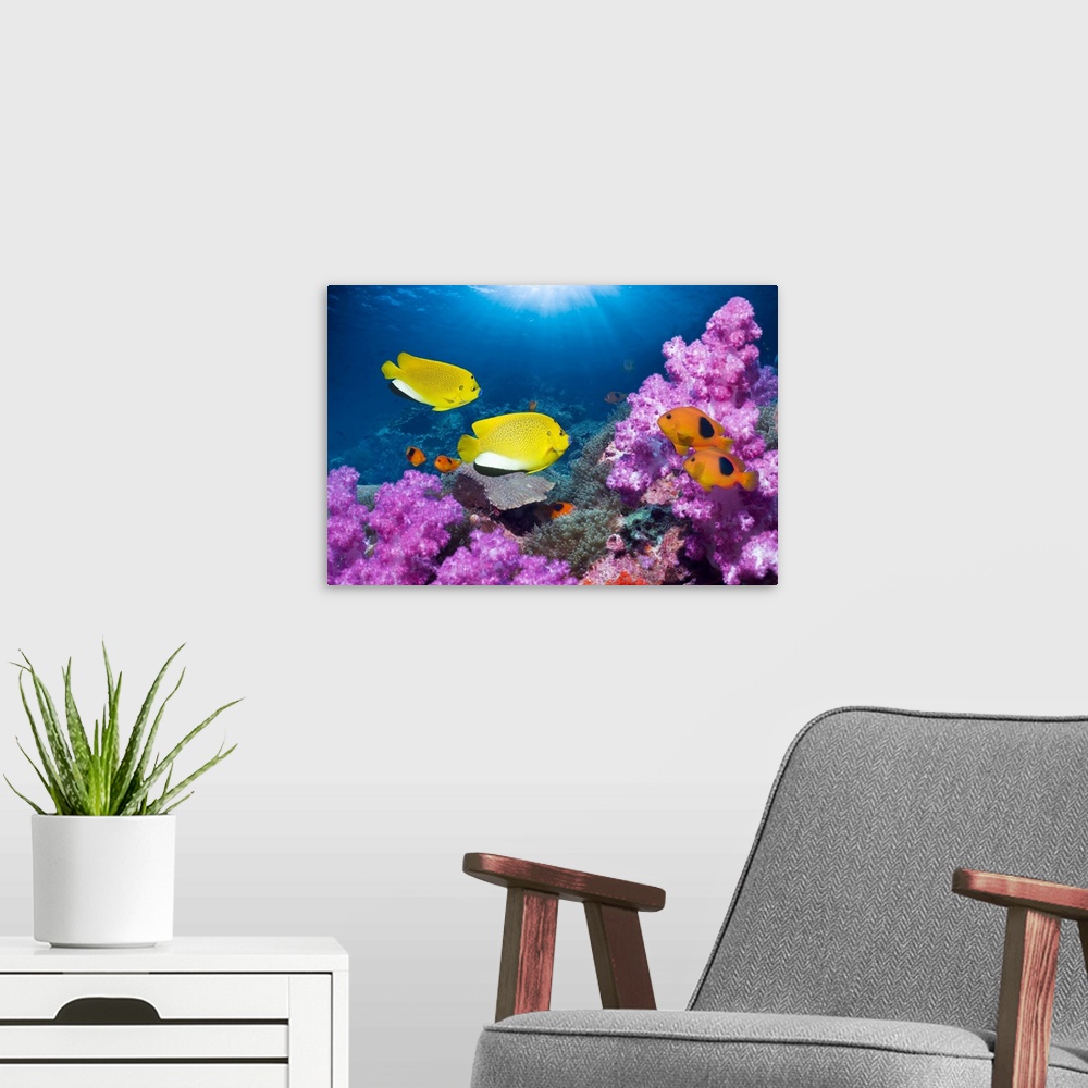 A modern room featuring Angelfish and anemonefish on a reef. Threespot angelfish (Apolemichthys trimaculatus, left) and r...