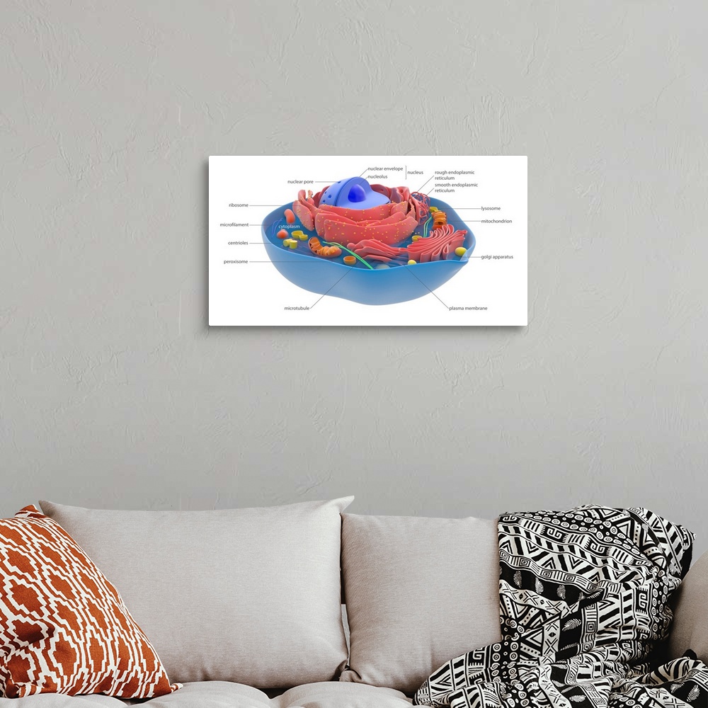 A bohemian room featuring Animal cell components and organelles, illustration. The cell is enclosed in a plasma membrane (b...