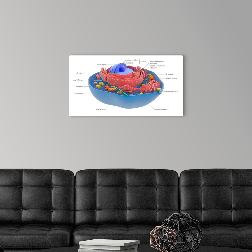 A modern room featuring Animal cell components and organelles, illustration. The cell is enclosed in a plasma membrane (b...