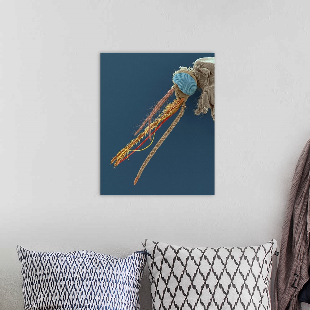 A bohemian room featuring Coloured scanning electron micrograph (SEM) of Anopheles gambiae, female mosquito vector carrier ...