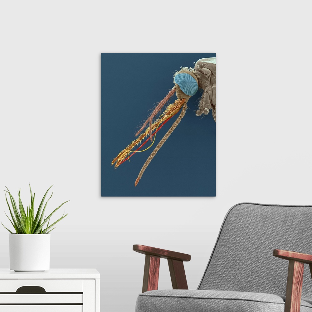 A modern room featuring Coloured scanning electron micrograph (SEM) of Anopheles gambiae, female mosquito vector carrier ...