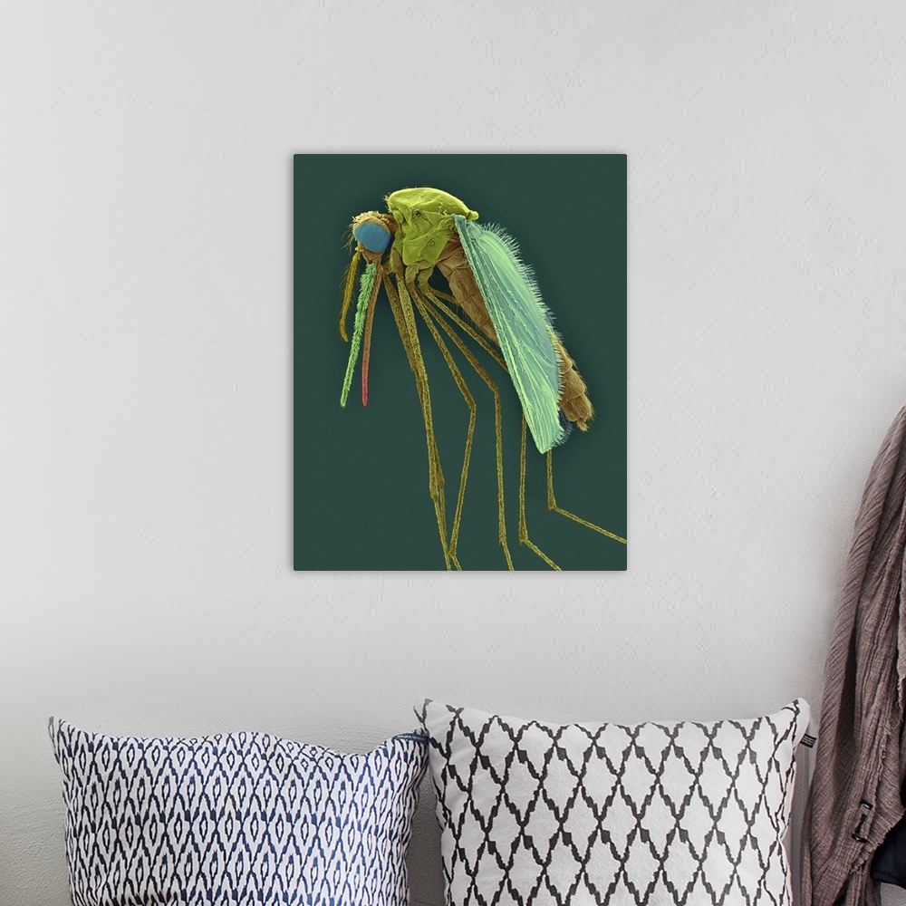 A bohemian room featuring Coloured scanning electron micrograph (SEM) of Anopheles gambiae, female mosquito vector carrier ...