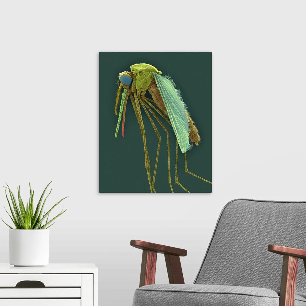 A modern room featuring Coloured scanning electron micrograph (SEM) of Anopheles gambiae, female mosquito vector carrier ...