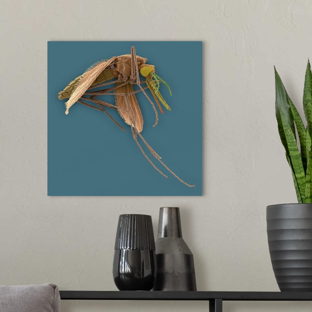A modern room featuring Coloured scanning electron micrograph (SEM) of Anopheles stephensi, female mosquito vector carrie...