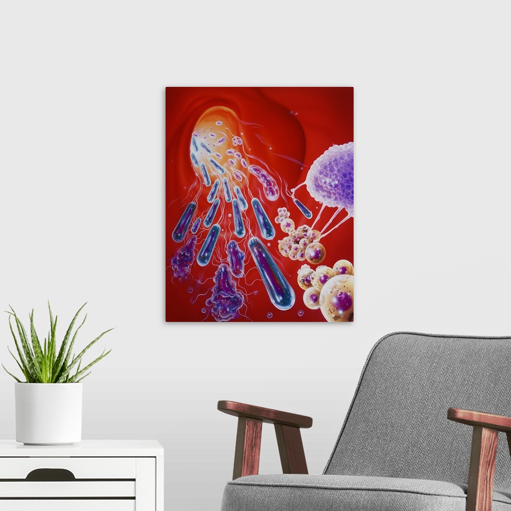 A modern room featuring Illustration of an antibiotic acting on bacteria. Antibiotics are a group of drugs used to treat ...