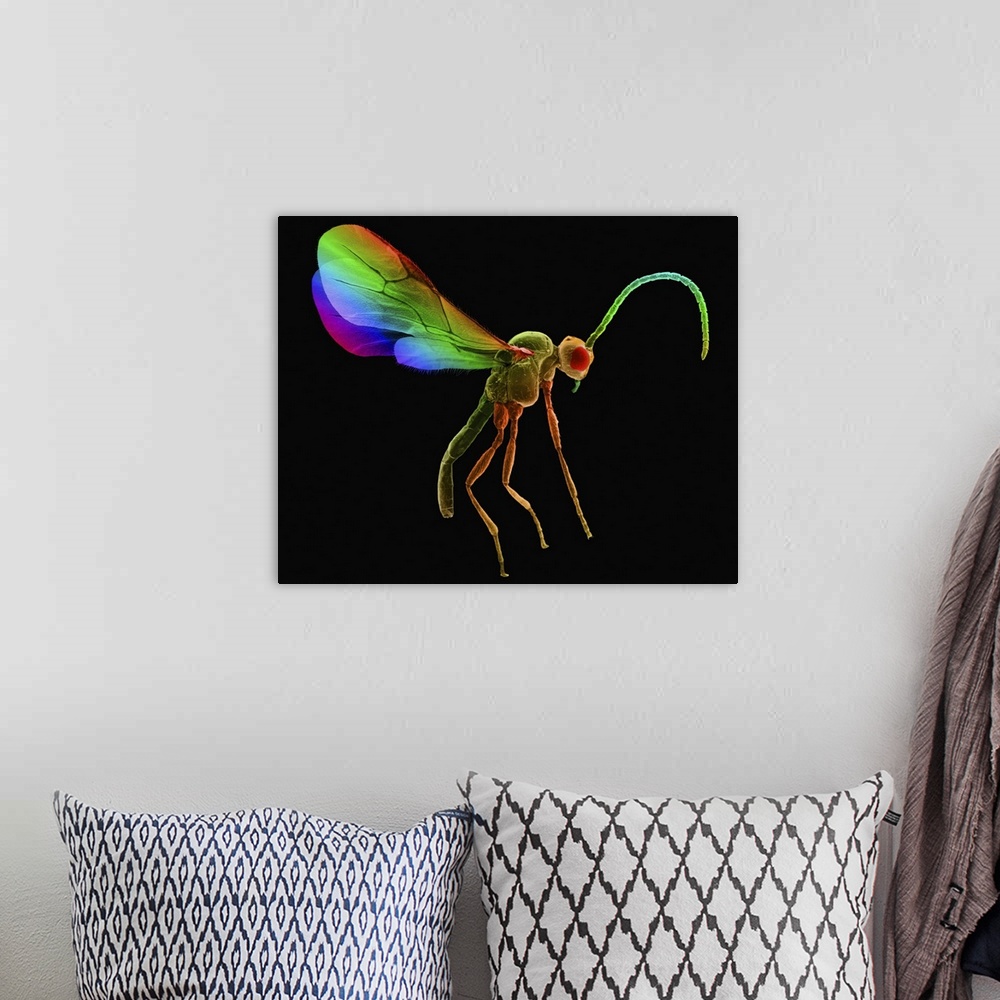 A bohemian room featuring Coloured scanning electron micrograph (SEM) of Aphid wasp (Anagrus epos). A parasite of the bean ...