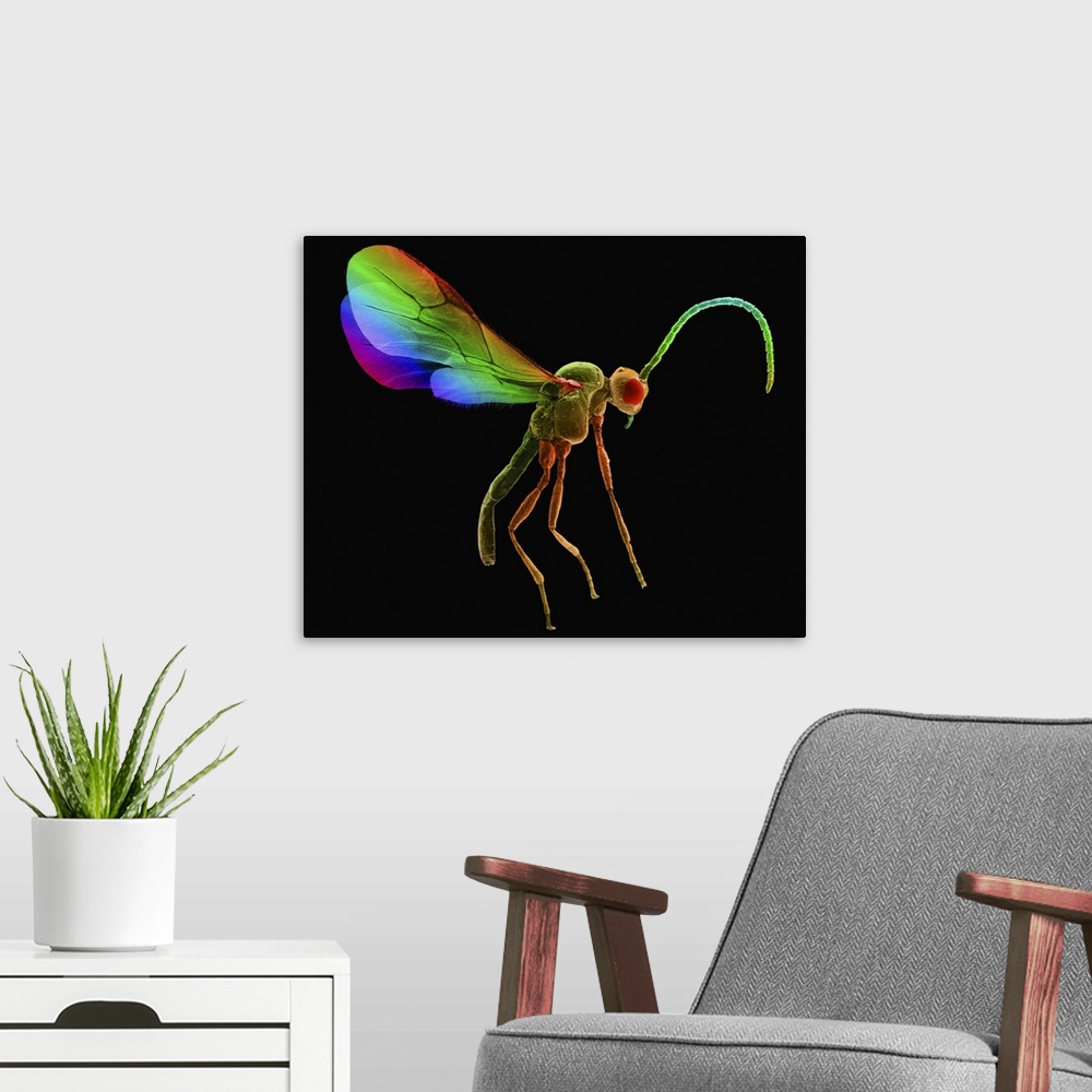 A modern room featuring Coloured scanning electron micrograph (SEM) of Aphid wasp (Anagrus epos). A parasite of the bean ...