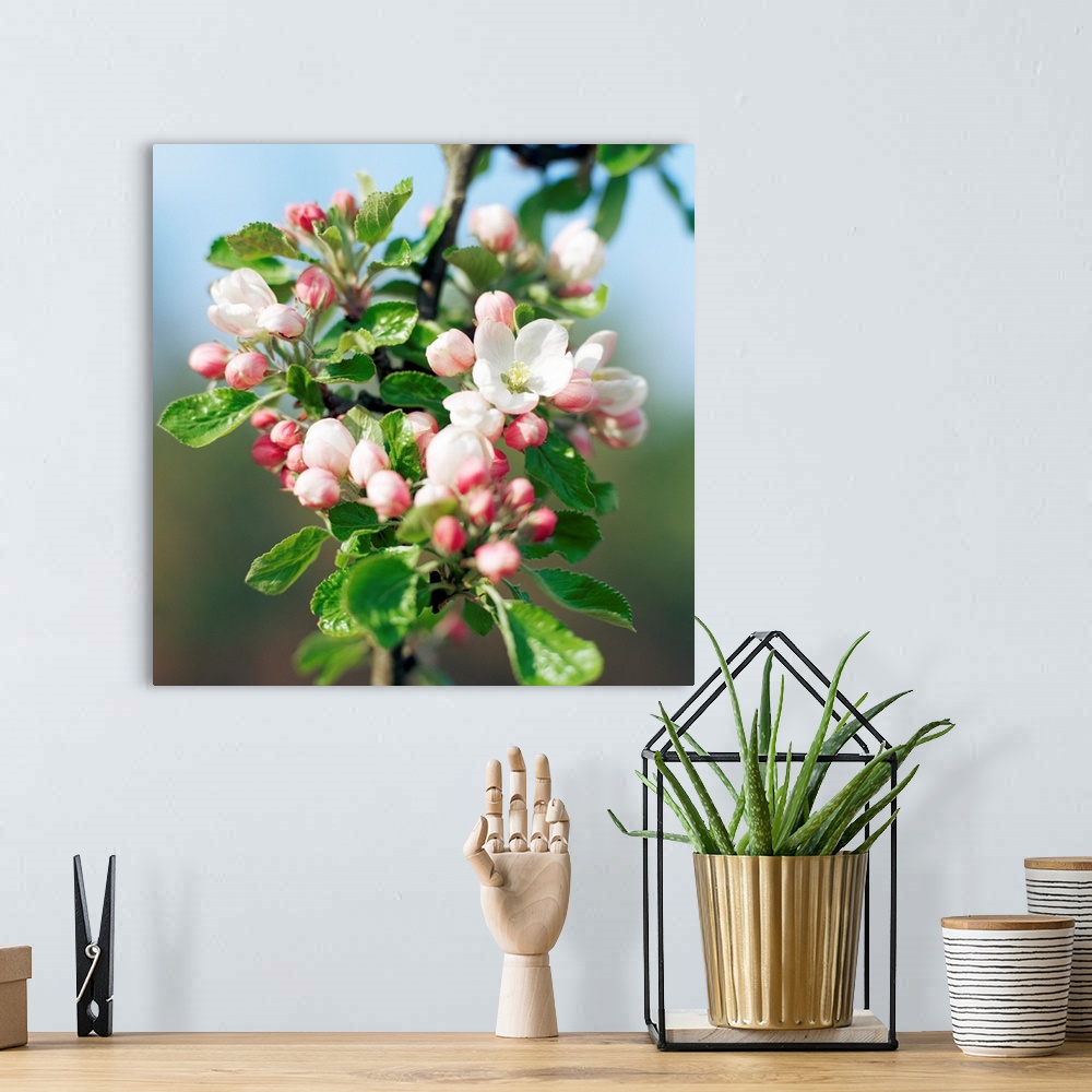 A bohemian room featuring Apple blossom (Malus sp.).