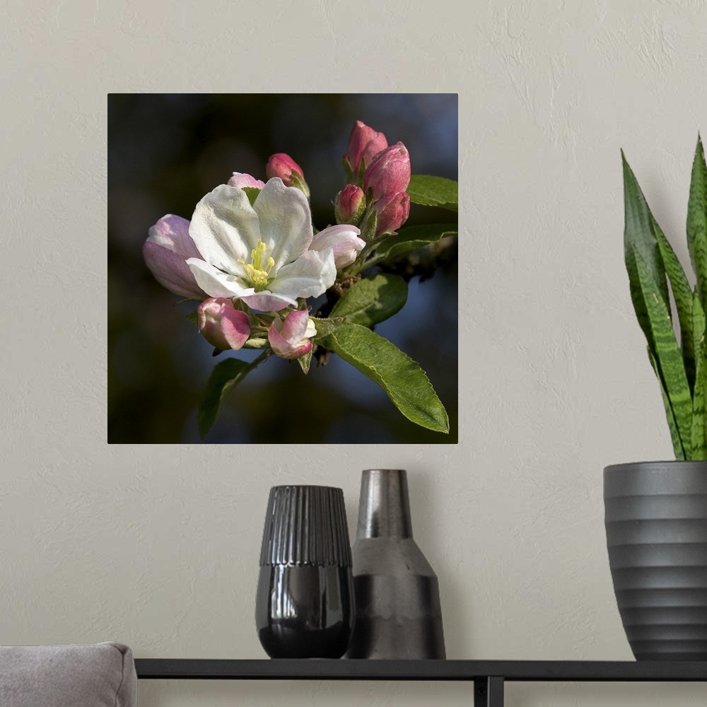 A modern room featuring Apple blossom (Malus sp.).