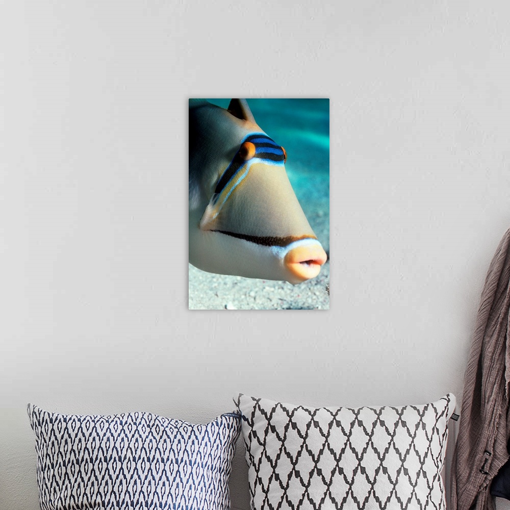 A bohemian room featuring Arabian Picasso triggerfish (Rhinecanthus assasi). The Arabian Picasso triggerfish is found in sh...