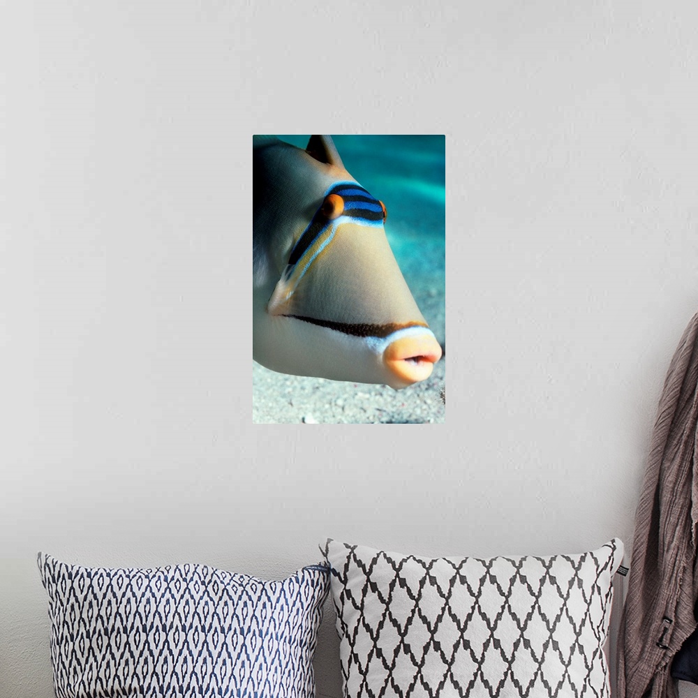 A bohemian room featuring Arabian Picasso triggerfish (Rhinecanthus assasi). The Arabian Picasso triggerfish is found in sh...