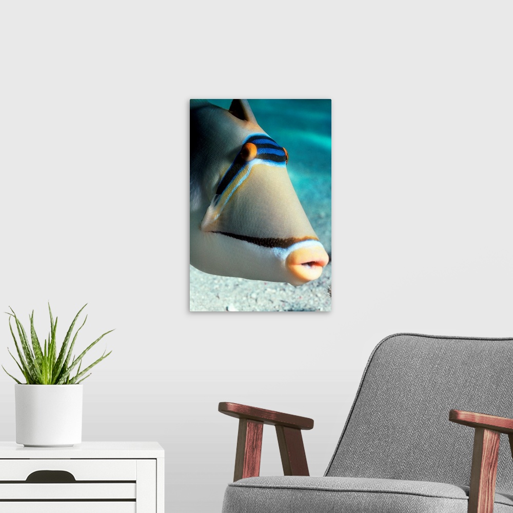 A modern room featuring Arabian Picasso triggerfish (Rhinecanthus assasi). The Arabian Picasso triggerfish is found in sh...