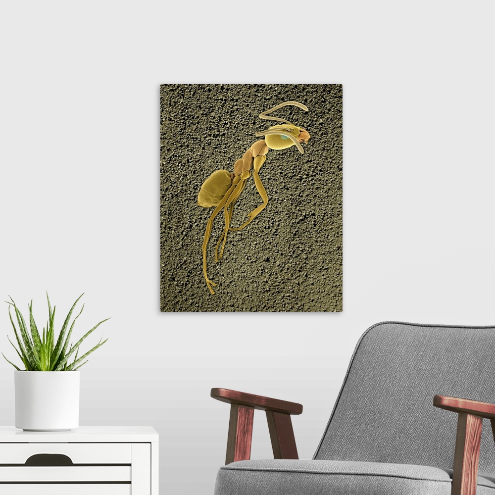 A modern room featuring Coloured scanning electron micrograph (SEM) of Argentine ant (Linepithema humile, formerly Iridom...