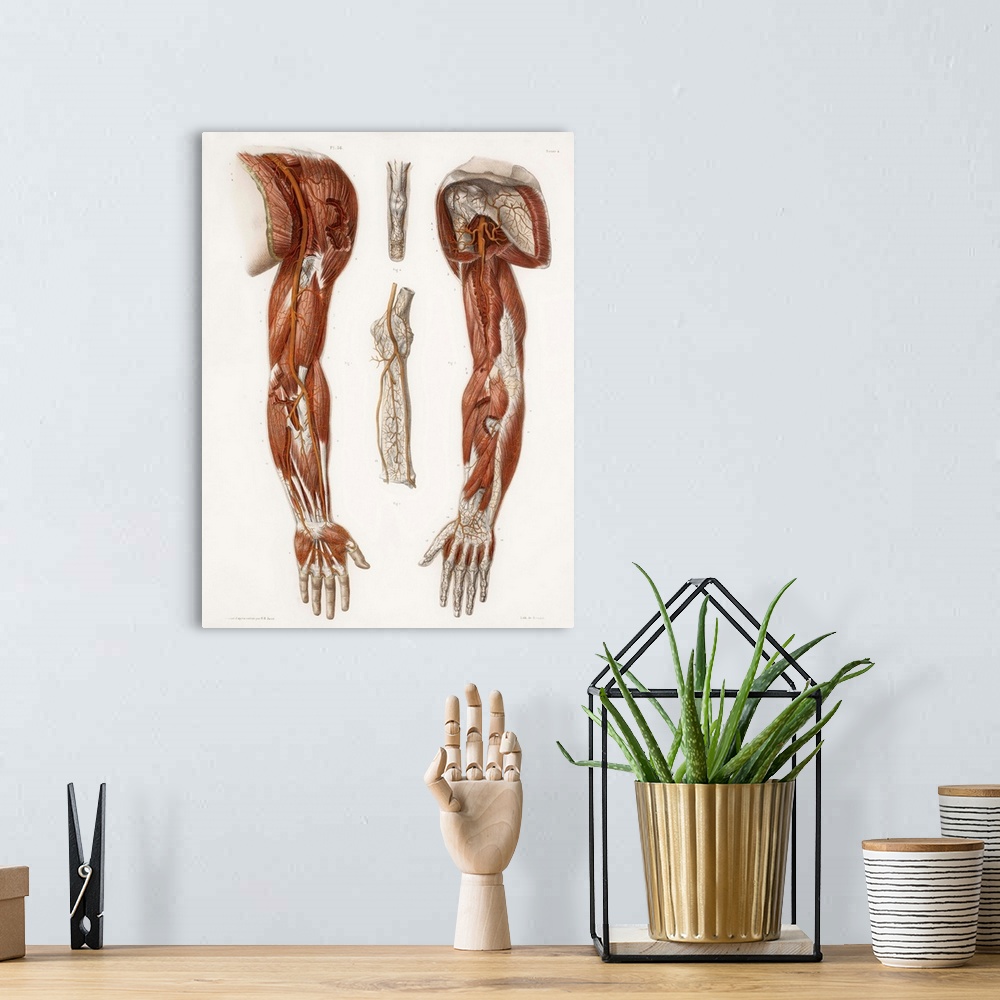 A bohemian room featuring Arm anatomy, historical artwork. 19th Century hand coloured lithographic print showing the arteri...