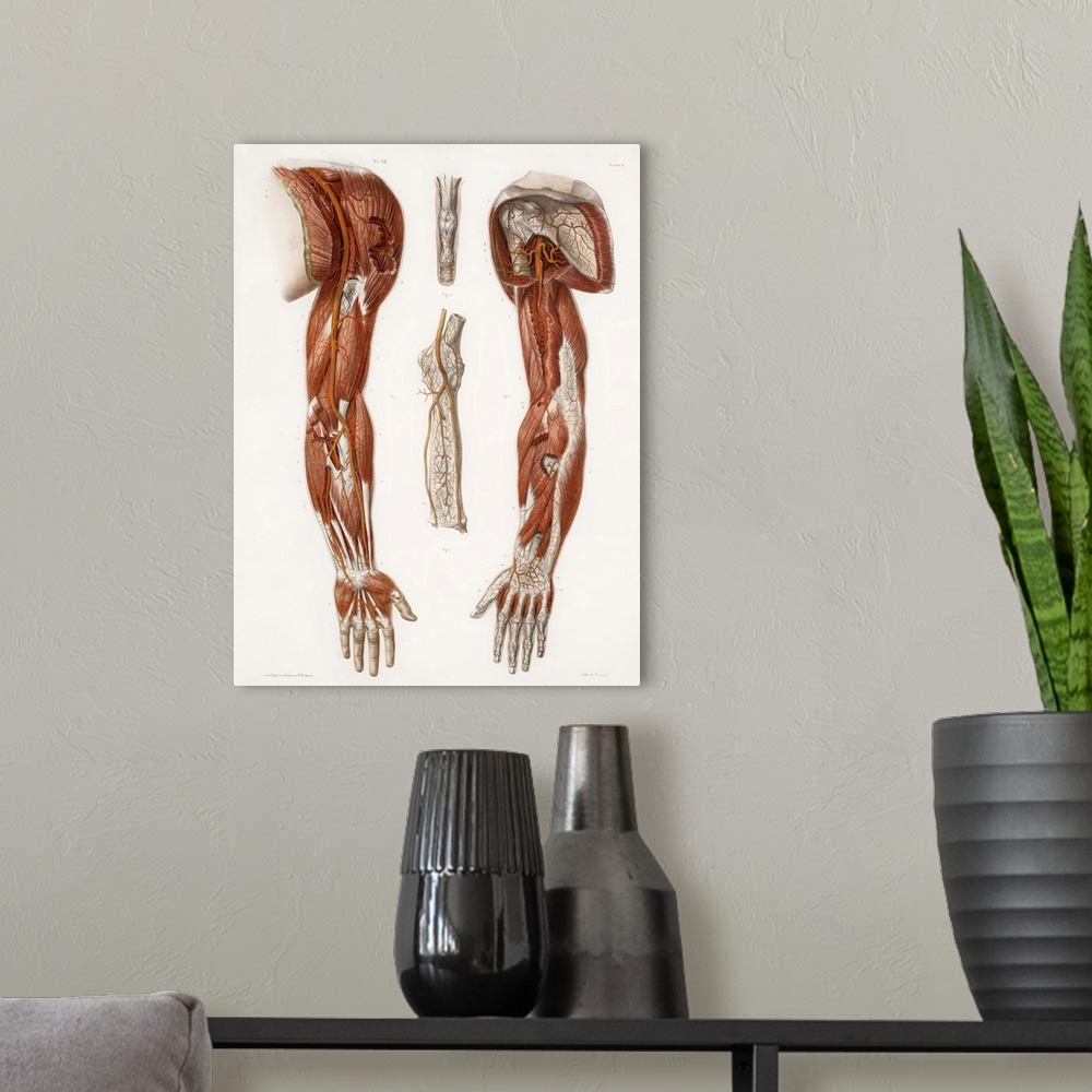 A modern room featuring Arm anatomy, historical artwork. 19th Century hand coloured lithographic print showing the arteri...