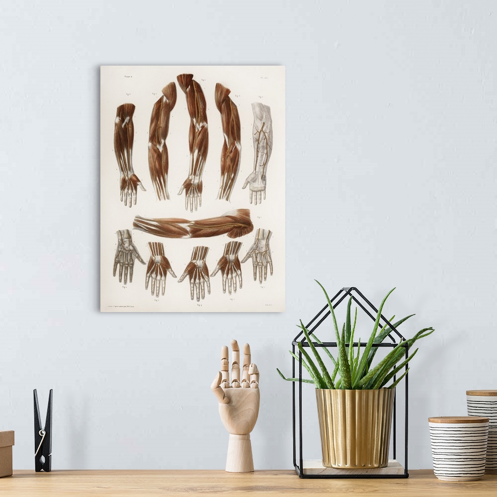 A bohemian room featuring Arm anatomy, historical artwork. 19th Century hand coloured lithographic print showing some commo...