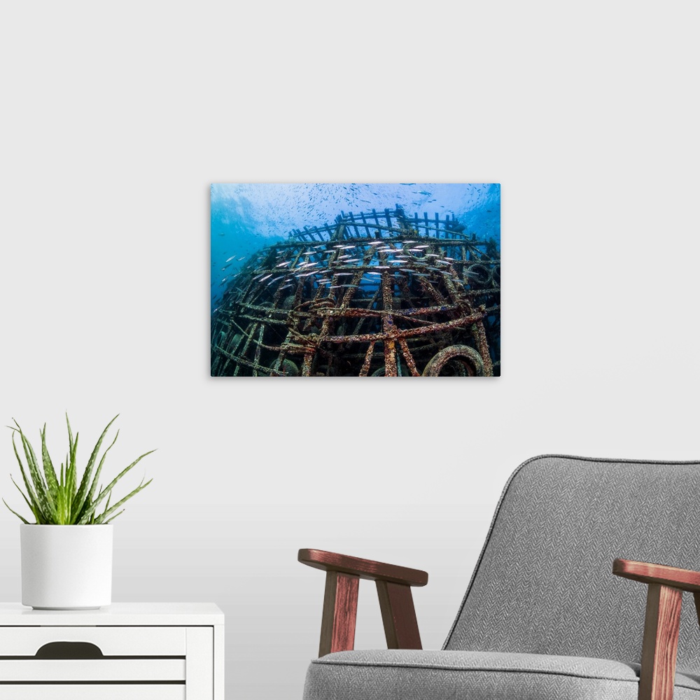 A modern room featuring Artificial reef with a small school of barracudas. This artificial reef consists of a variety of ...
