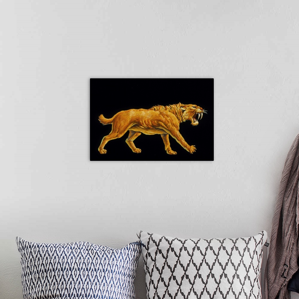 A bohemian room featuring Sabre-toothed cat. Artwork of a sabre-toothed cat (Smilodon sp.). This powerful carnivore was clo...
