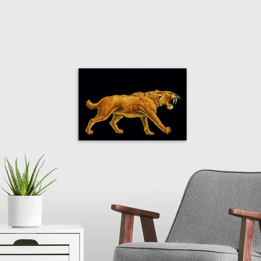 A modern room featuring Sabre-toothed cat. Artwork of a sabre-toothed cat (Smilodon sp.). This powerful carnivore was clo...