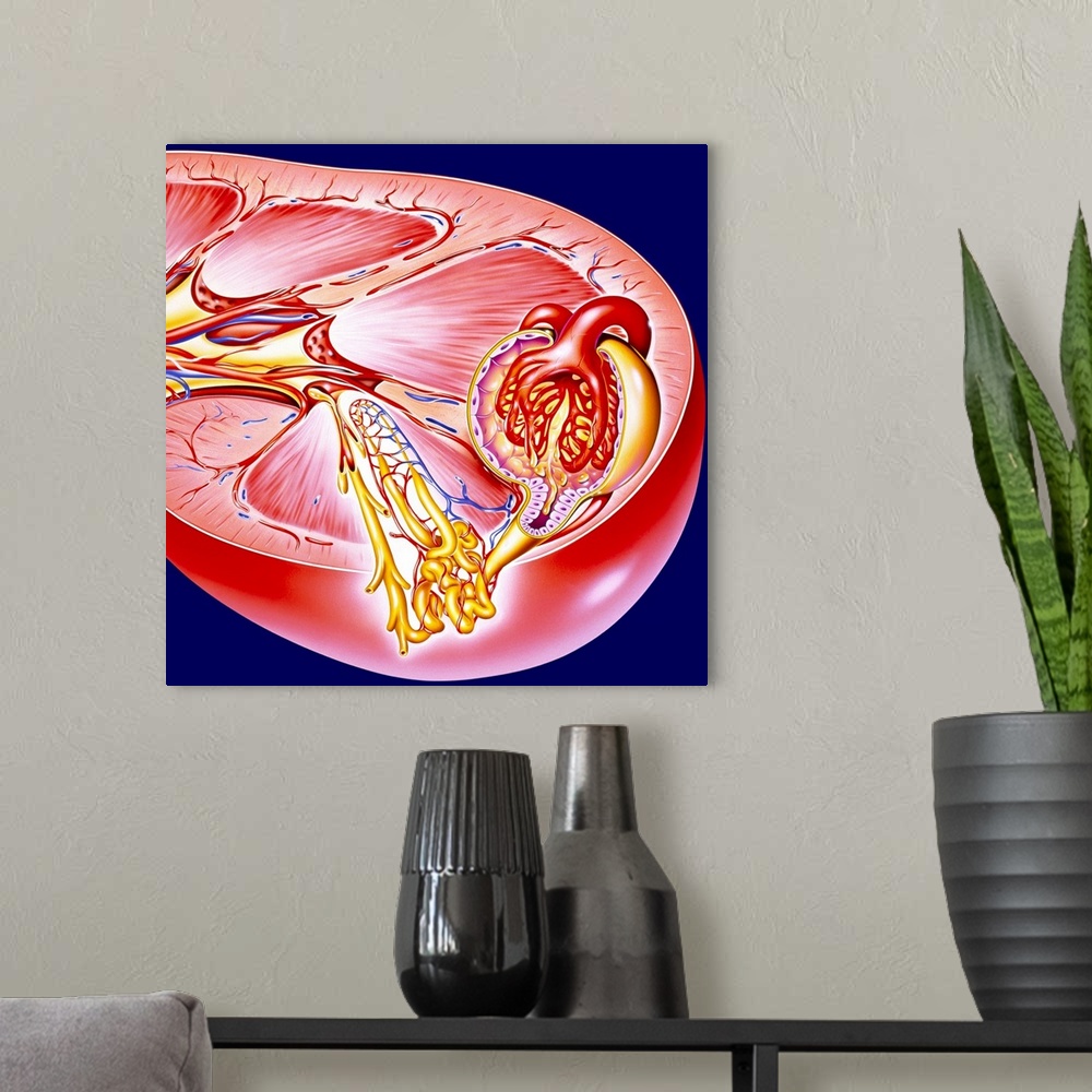 A modern room featuring Kidney. Artwork of a section through a human kidney. The two kidneys excrete urine and regulate b...