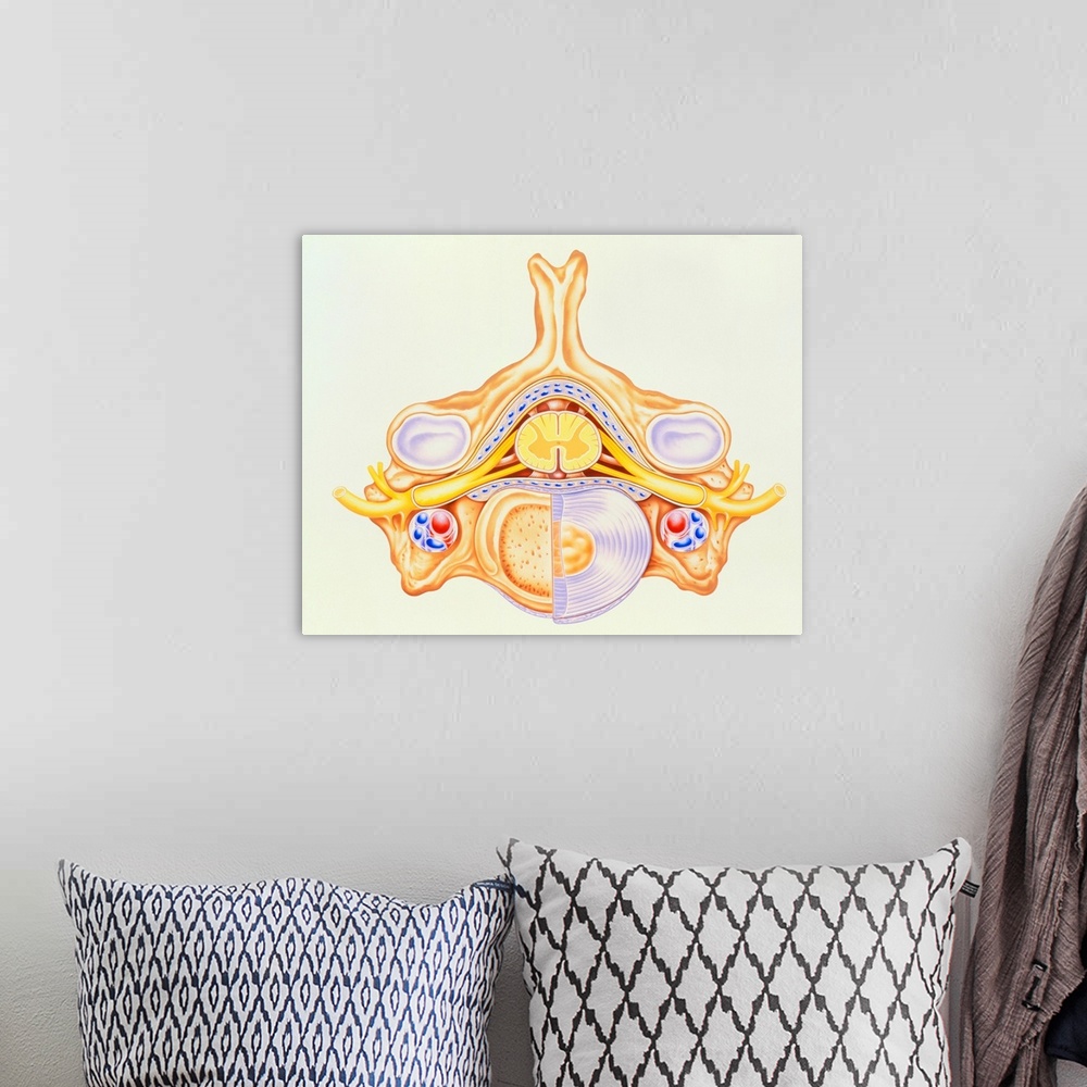 A bohemian room featuring Cervical vertebra with spinal cord. Illustration of a bone from the human spine, showing blood ve...