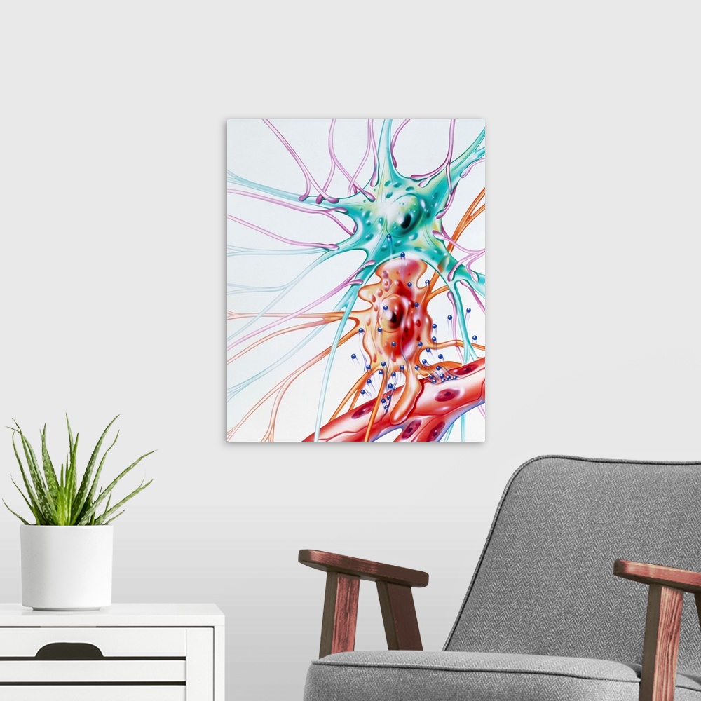 A modern room featuring Drug action on nerve cell. Illustration of the transmission of a drug from a capillary into a ner...