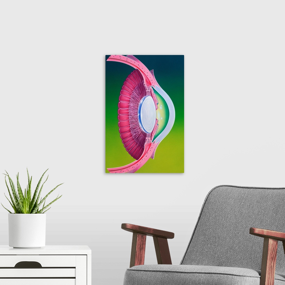 A modern room featuring Illustration of the anterior chamber of the eye. Anterior structures in the eyeball focus an imag...