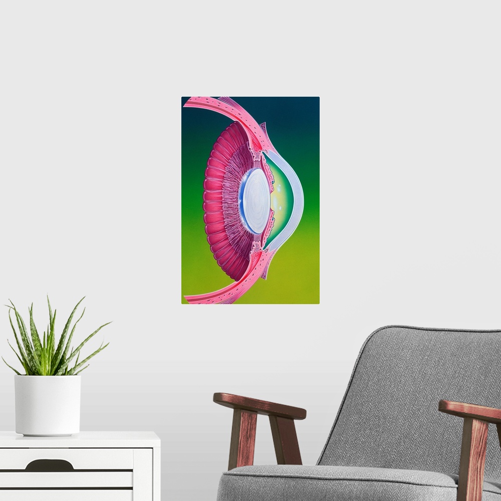 A modern room featuring Illustration of the anterior chamber of the eye. Anterior structures in the eyeball focus an imag...