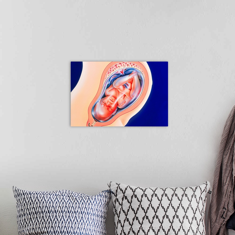 A bohemian room featuring Foetus. Artwork of a foetus in the womb at the 36th week of pregnancy. The foetus develops within...