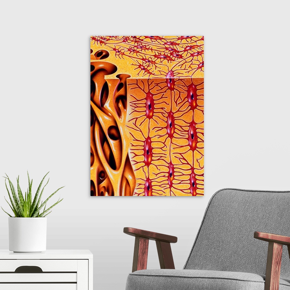 A modern room featuring Bone. Illustration of the microstructure of human bone. To the right is hard or compact bone. Thi...