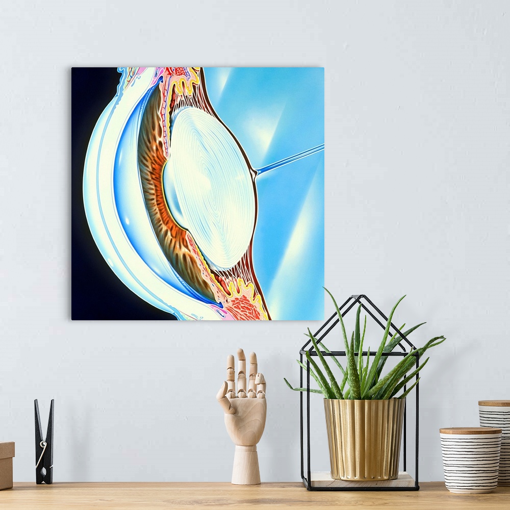 A bohemian room featuring Eye. Artwork of the front (anterior) part of a human eyeball. The eye is the organ of sight. Most...