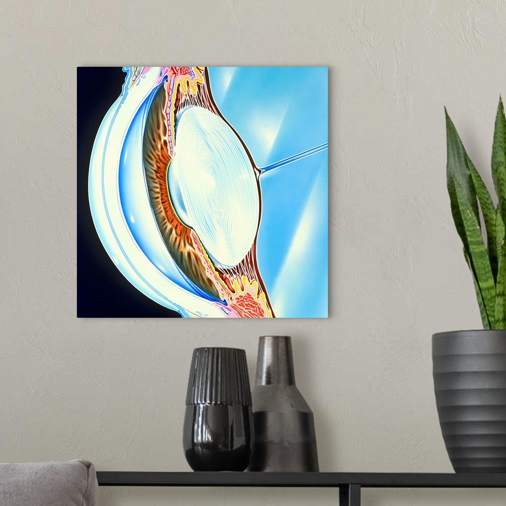 A modern room featuring Eye. Artwork of the front (anterior) part of a human eyeball. The eye is the organ of sight. Most...