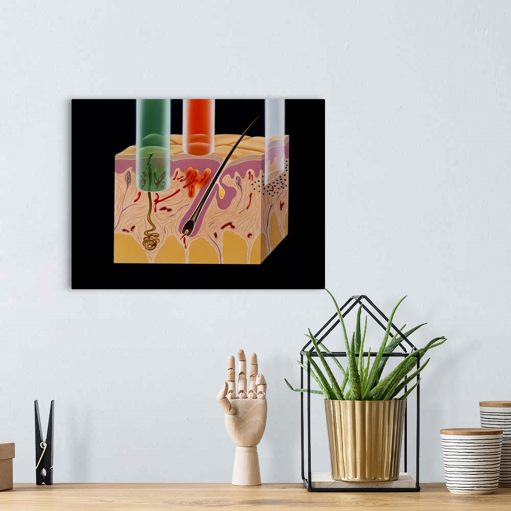 A bohemian room featuring Artwork of a section of human skin showing the relative degree of penetration of three types of l...