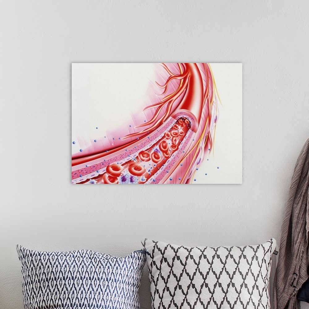 A bohemian room featuring Arteriole. Cut-away illustration of an arteriole carrying red blood cells (red discs), white bloo...