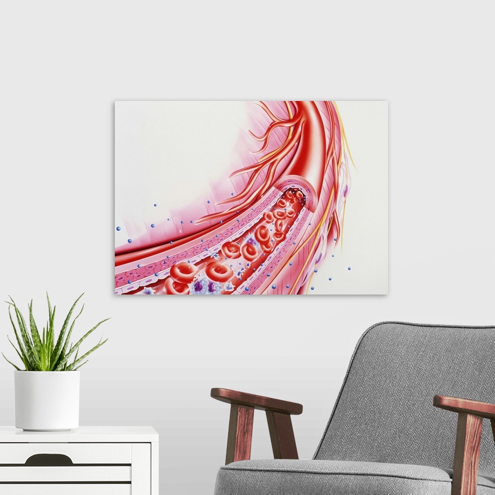 A modern room featuring Arteriole. Cut-away illustration of an arteriole carrying red blood cells (red discs), white bloo...