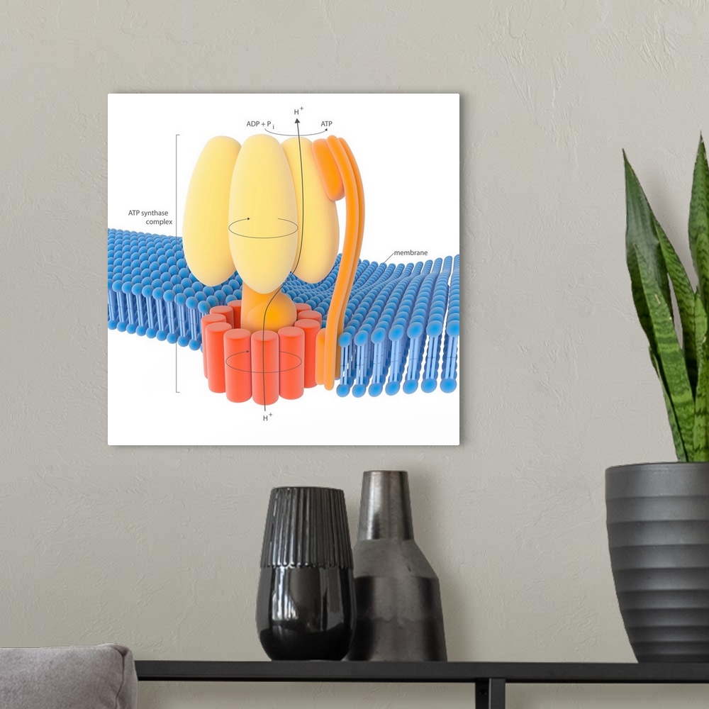 A modern room featuring ATP synthase enzyme complex. Illustration of the enzyme complex that drives the synthesis of the ...