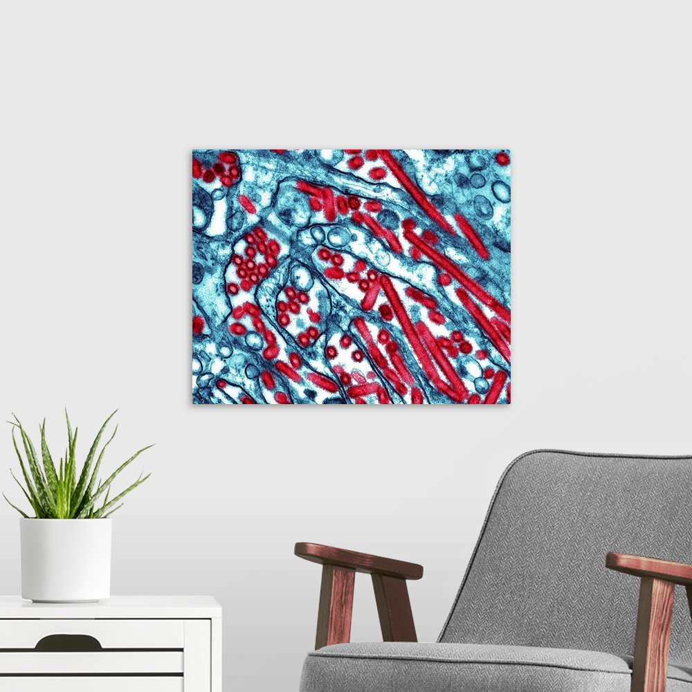 A modern room featuring Avian flu. Coloured transmission electron micrograph (TEM) of influenza A virus particles (red). ...