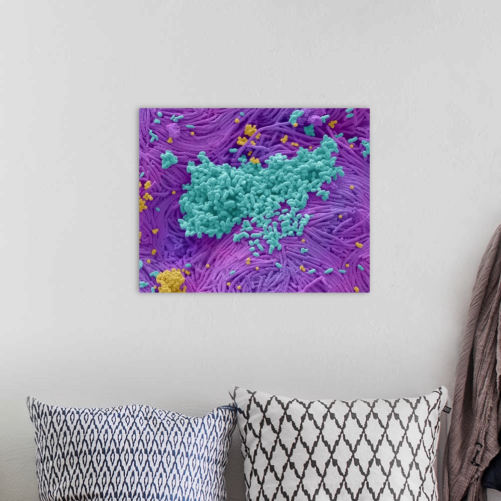 A bohemian room featuring Coloured scanning electron micrograph (SEM) of bacteria cultured from a mobile phone. Tests have ...