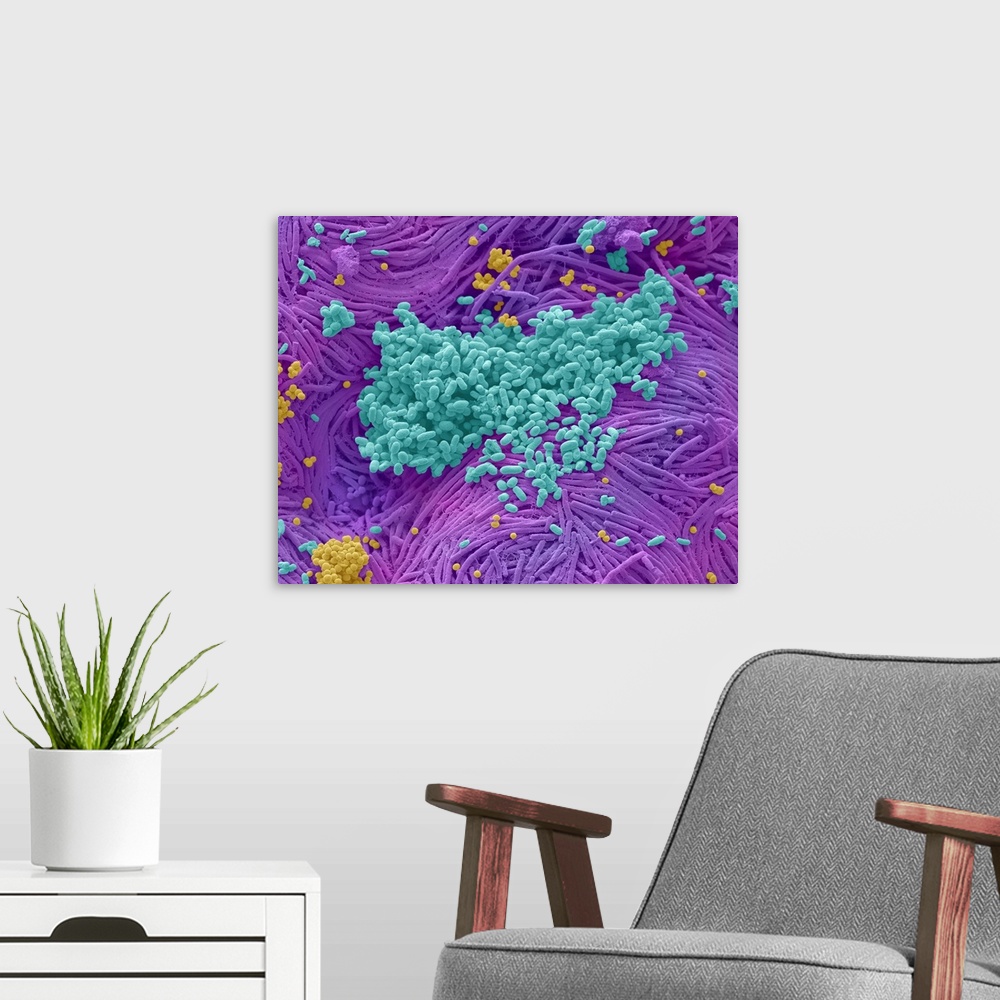 A modern room featuring Coloured scanning electron micrograph (SEM) of bacteria cultured from a mobile phone. Tests have ...