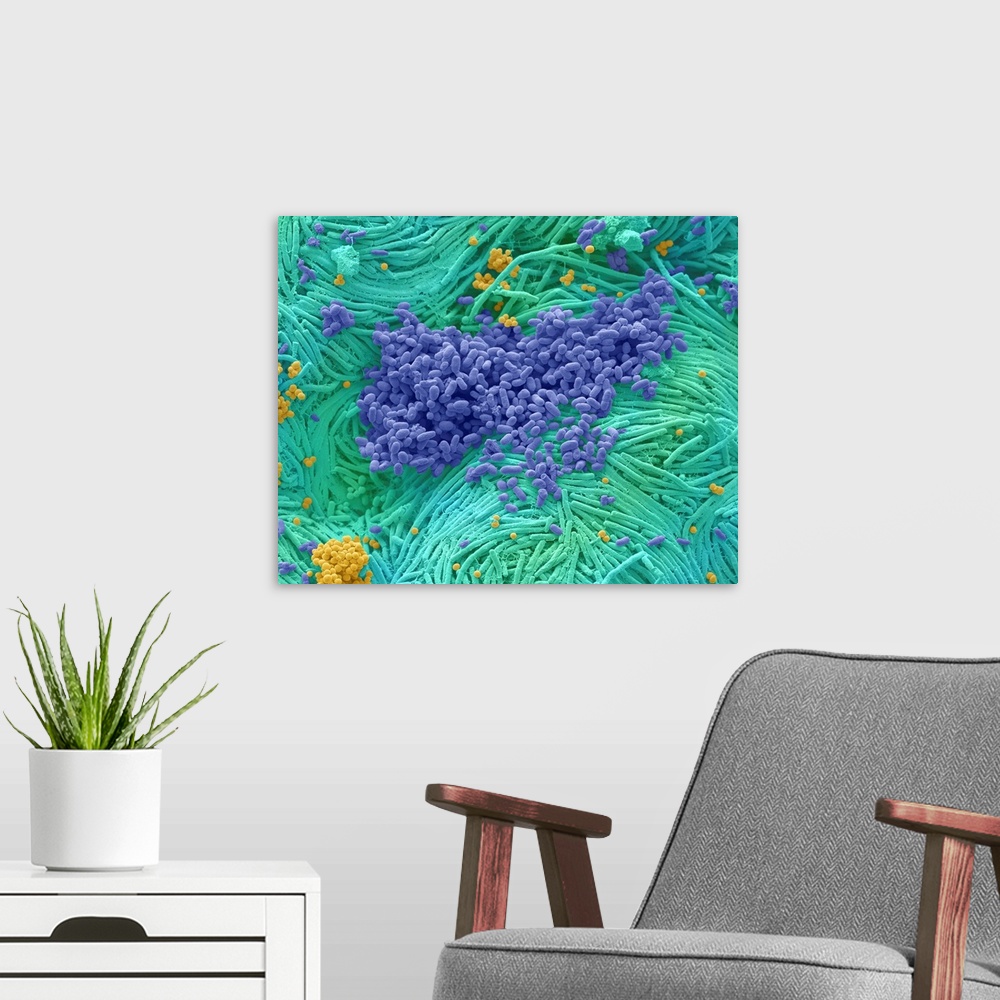 A modern room featuring Coloured scanning electron micrograph (SEM) of bacteria cultured from a mobile phone. Tests have ...