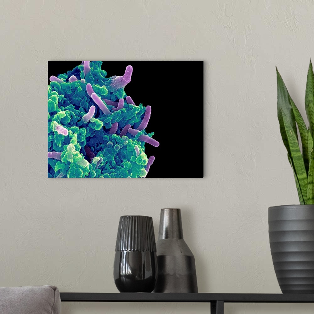 A modern room featuring Bacteria infecting a macrophage. Coloured scanning electron micrograph (SEM) of Mycobacterium tub...