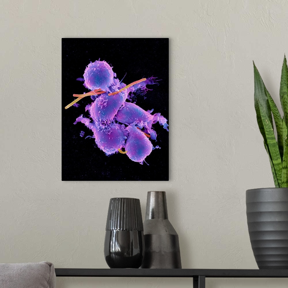 A modern room featuring Bacteria infecting macrophage cells. Coloured scanning electron micrograph (SEM) of Bacillus anth...