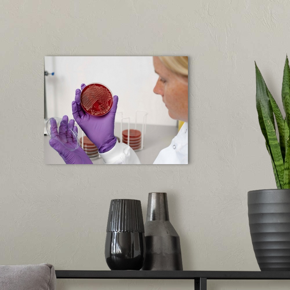 A modern room featuring MODEL RELEASED. Bacterial contamination tests. Laboratory worker examining a petri dish that was ...