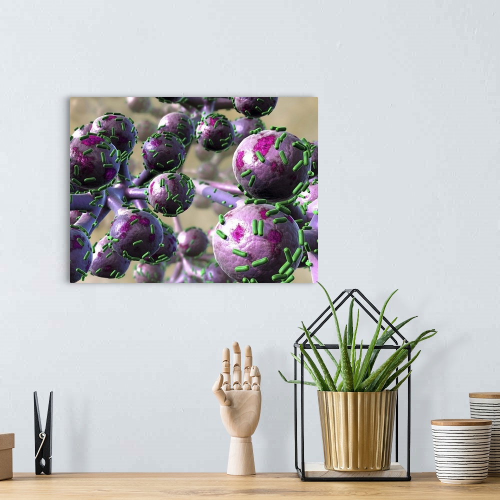 A bohemian room featuring Bacterial lung infection, computer artwork. Rod-shaped bacteria (bacilli, green) on the surface o...