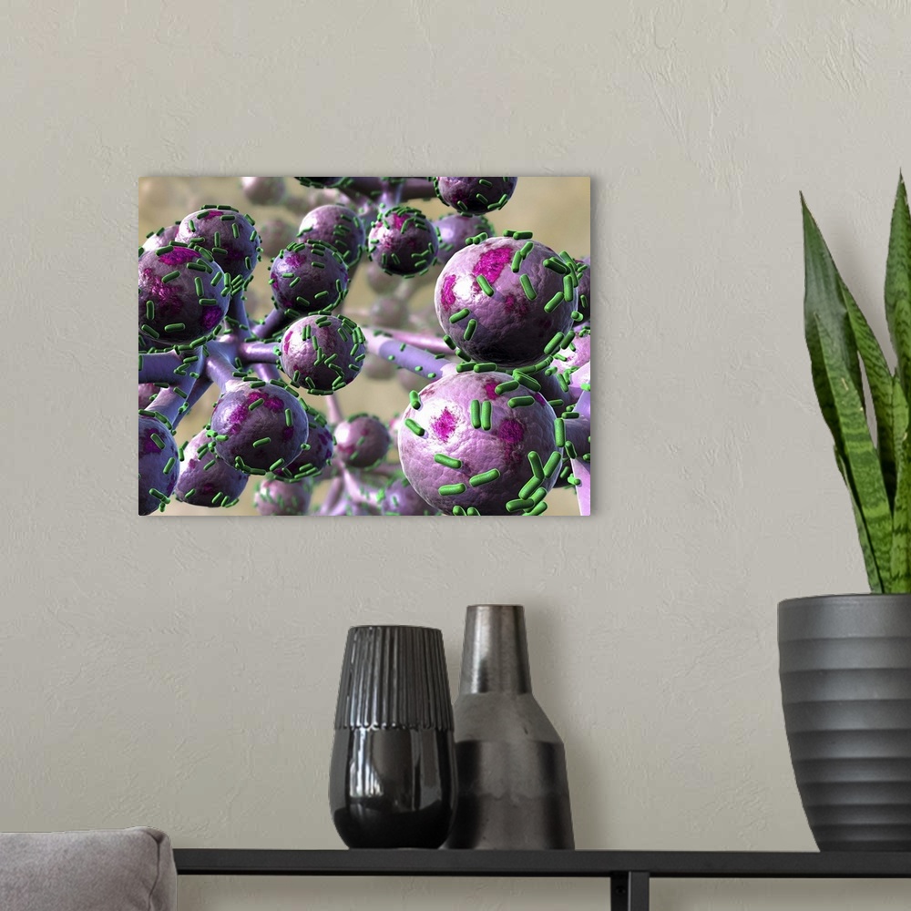 A modern room featuring Bacterial lung infection, computer artwork. Rod-shaped bacteria (bacilli, green) on the surface o...